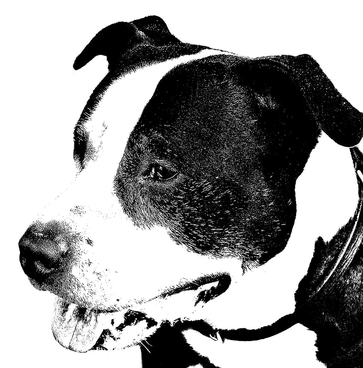 amerikansk staffordshire terrier, hund, Pitbull, Portræt, sort og hvid, ansigt
