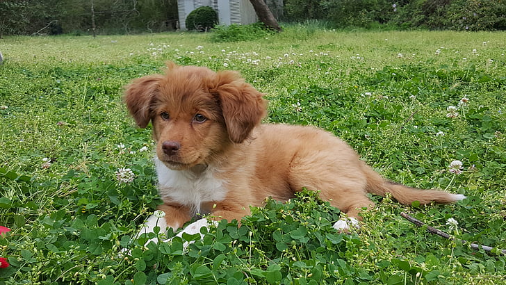 puppy, baby, grass, spring, dog, pet, cute puppy