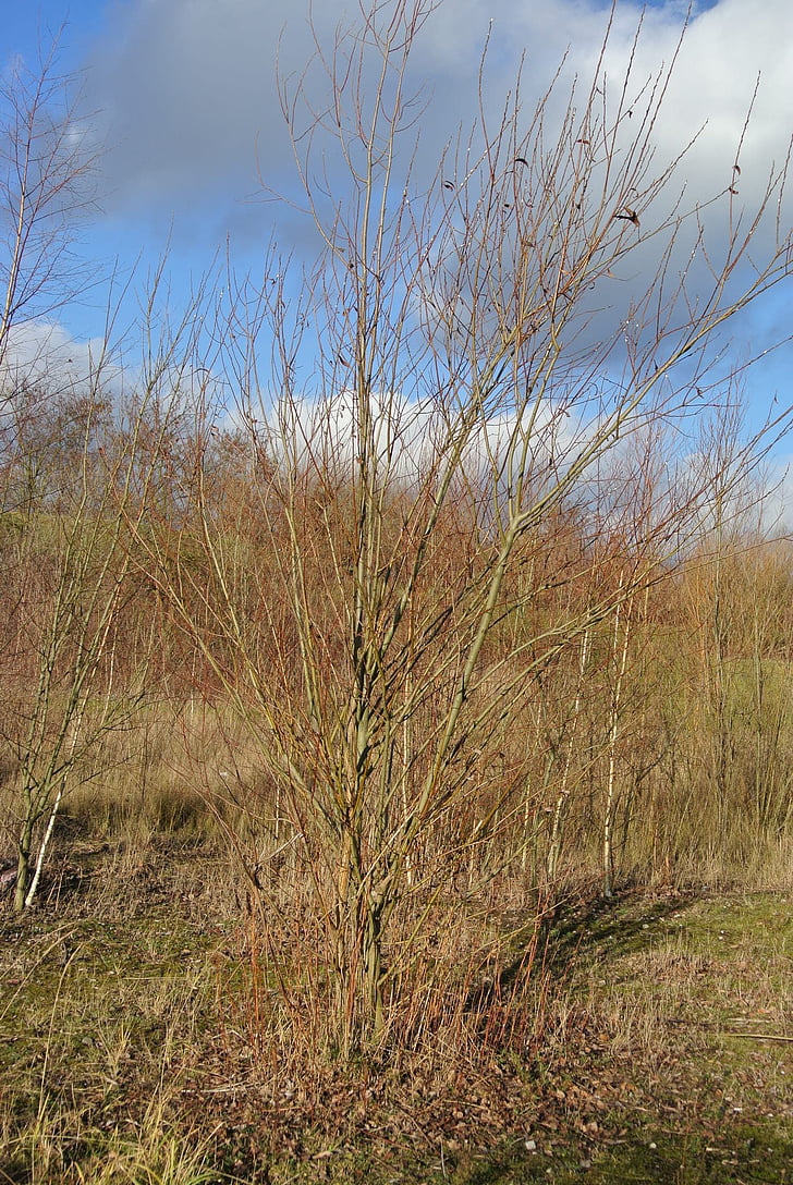 tree, nature, landscape