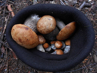 가, 버섯, baa, 하얀 버섯, 주황색 모자 boletus, 모자