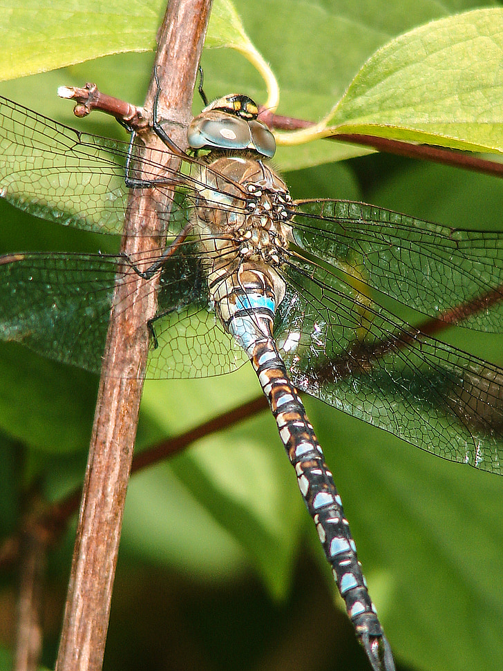 insekt, Dragonfly, Luk, blå, øjne, Flight insekt