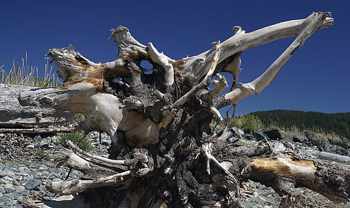 vancouver island, canada, driftwood, nature, tree