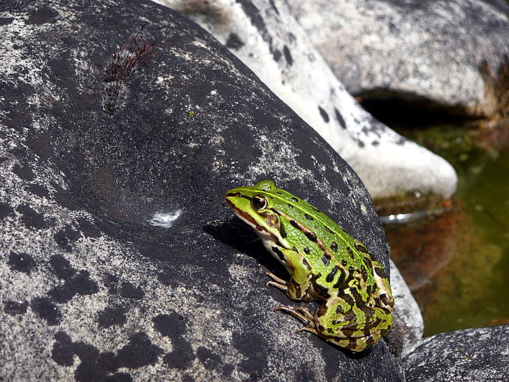 frog, water frog, pond, garden, stone, sun, nature