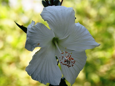 hibiscus rosa sinensis, flower, white, herbal