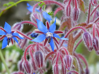 borago officinalis, μποράντσα, Αγριολούλουδο, μοβ λουλούδι, νερό μποράντσα, φύση, φυτό
