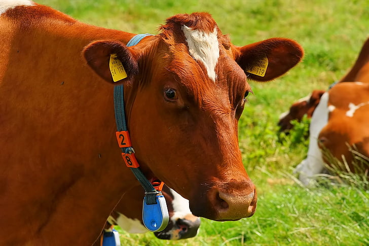 cow, red orange, pasture, curious, animal, attention, agriculture