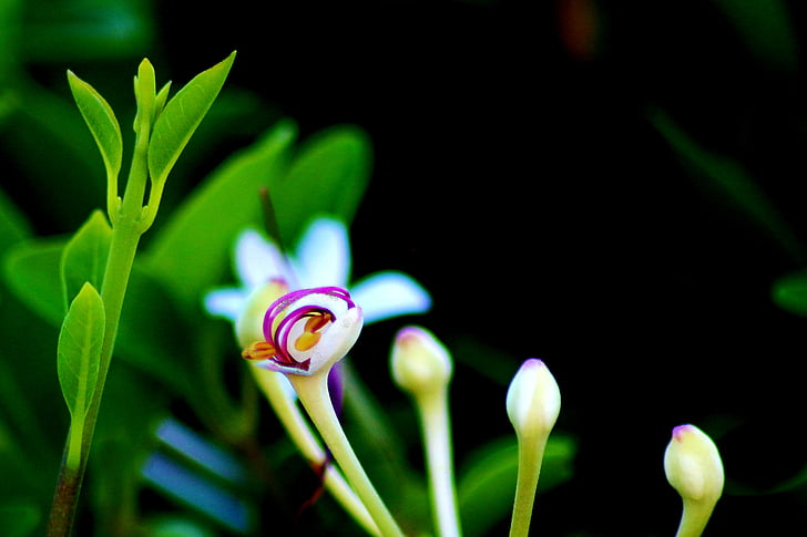 flower, green, nature, spring, plant, garden, natural