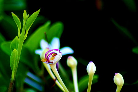 Blume, Grün, Natur, Frühling, Anlage, Garten, natürliche