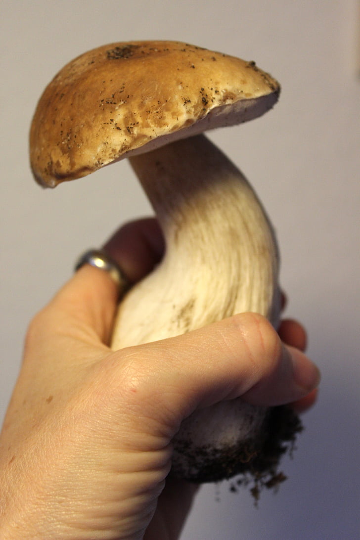 cep, forest mushroom, edible, mushroom, brown