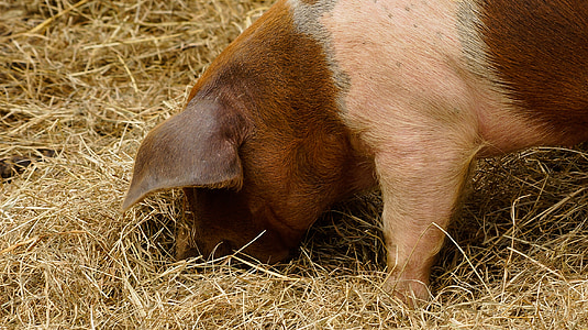 pig, piglet, hay, agriculture, farm, pink, livestock