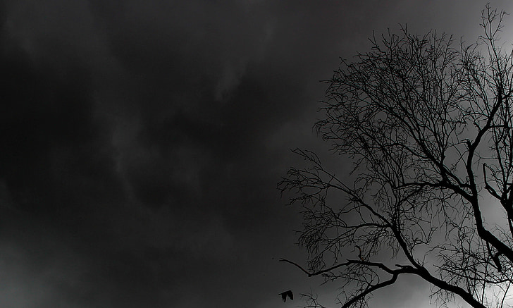 arbre, natura, fosc, nit, ombrívol, silueta, esgarrifós