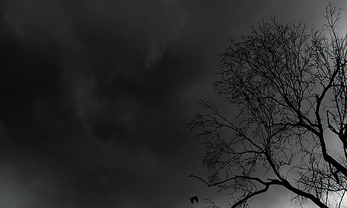 树, 自然, 黑暗, 晚上, 令人沮丧, 剪影, 幽灵