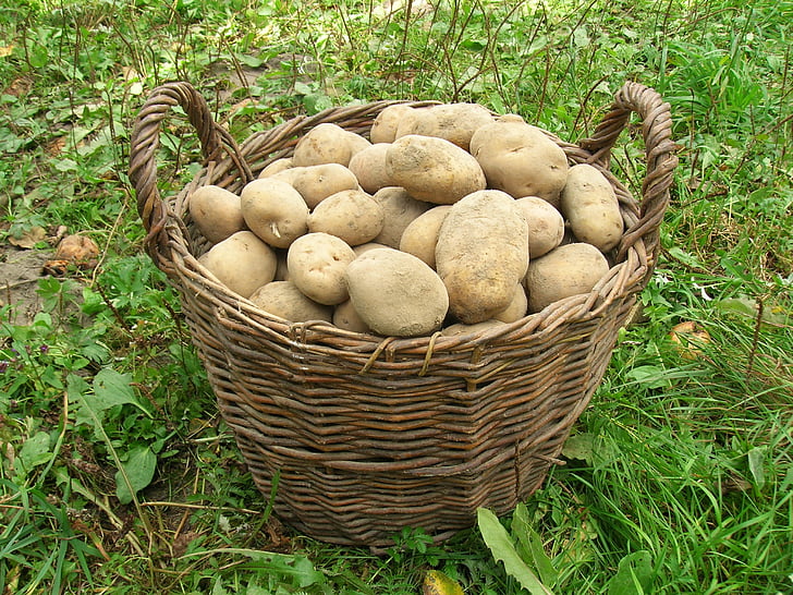 potatoes, basket, harvest