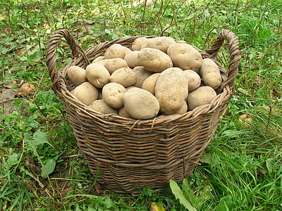patatas, cesta, cosecha