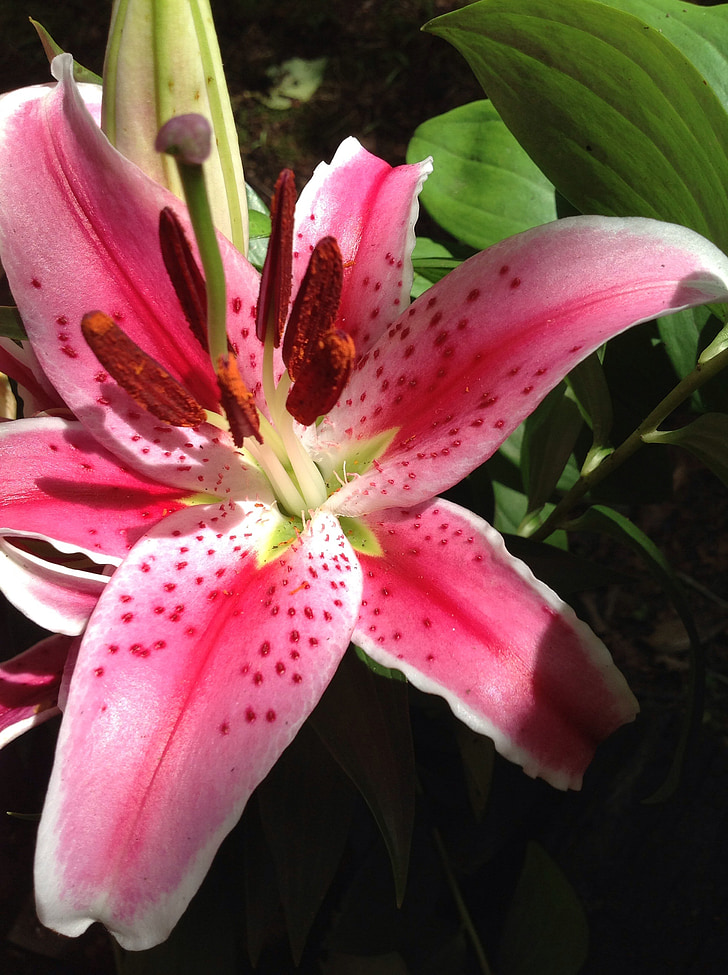 Lily, Stargazer, Hoa, màu sắc, Sân vườn, Làm đẹp, Hoa