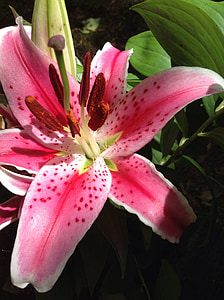 Lily, Stargazer, bunga, warna, Taman, Salon Kecantikan, bunga