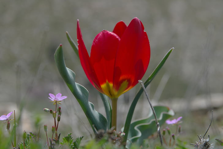 Anemone, naturen, röd blomma