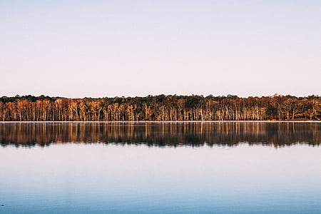træer, søen, refleksion, spejl, vand, natur, landskab