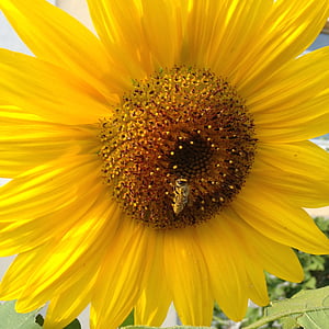 matahari, tawon, alam, bunga matahari, mekar