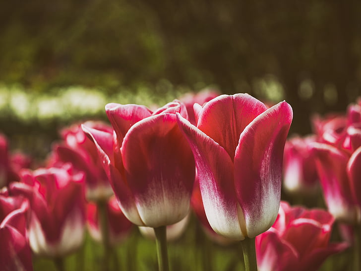 mekar, Blossom, Close-up, Flora, bunga, makro, Tulip