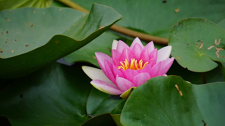 water lily, flower, pink, blossom, bloom, nuphar lutea