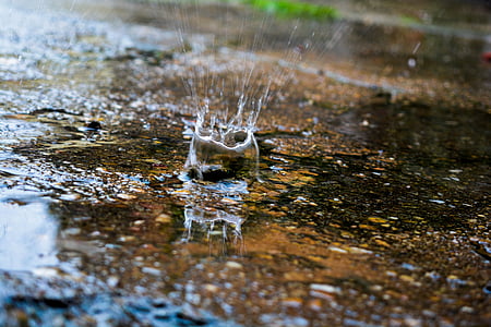 pluja, plujós, l'aigua, esquitxades, natura, temps, un animal