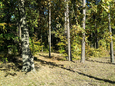 šuma, lišće, list, drvo, jesen, priroda, parka