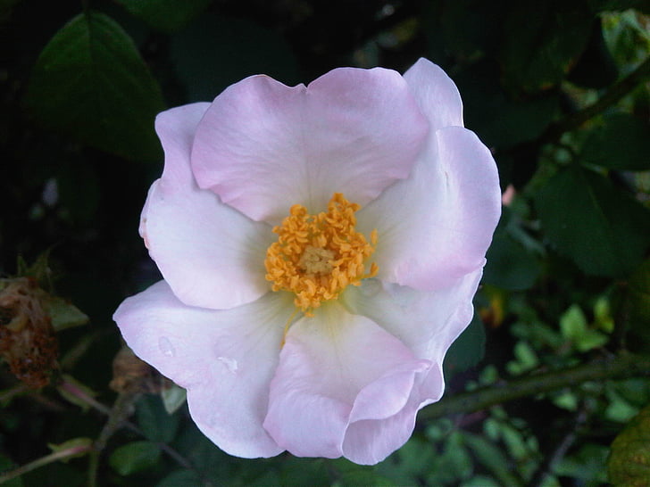 Wild rose, putih, bunga, alam, Blossom, musim semi