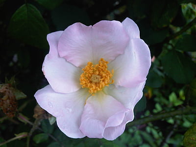 wilde rose, weiß, Blume, Natur, Blüte, Frühling