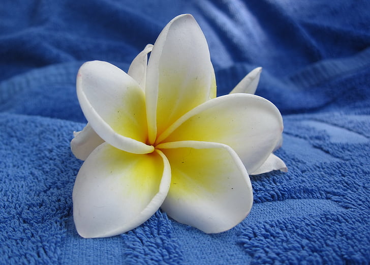 fleur, serviette, blanc, bleu, été, Inflorescence :, nettoyer