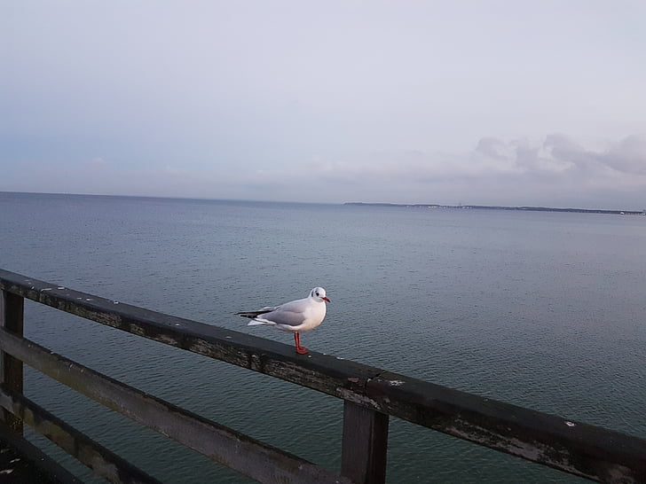havet, Østersøen, måge, fugl, natur, vand, udendørs