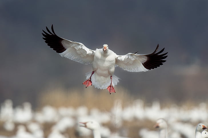 snow, goose, bird, flying, animal, snow goose, blur