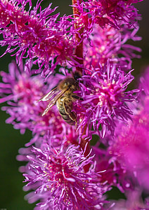 spiere, prachtspiere, Astilbe, μέλισσα, έντομο, λουλούδι, Κήπος