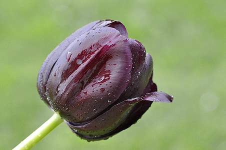 Tulip, Hoa, thực vật, schnittblume, Blossom, nở hoa, màu tím