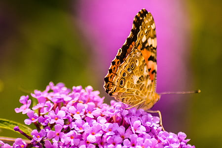 butterfly, blossom, bloom, flower and butterfly, nature, insect, close