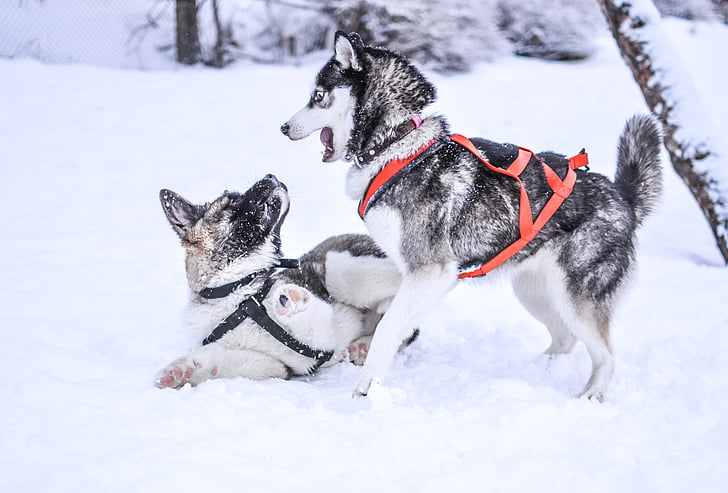 invierno, nieve, perros, mascota, animal, lindo, Blanco