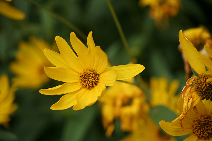 flores, amarillo, naturaleza, flor amarilla, jardín, macro, planta