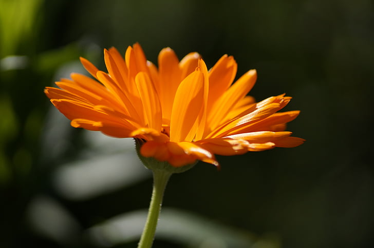 Blume, Orange, in der Nähe, Garten, Blüte, Bloom, Anlage