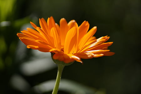 Hoa, màu da cam, đóng, Sân vườn, Blossom, nở hoa, thực vật