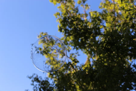 bubble, bubbles, tree, sky, nature, leaves