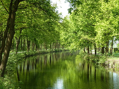 лес, деревья, зеркало, воды, Природа