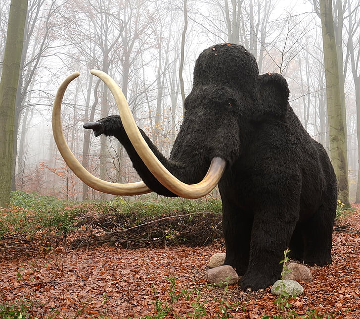 mamut, động vật có vú, tuyệt chủng, động vật, pachyderm, con voi, cây