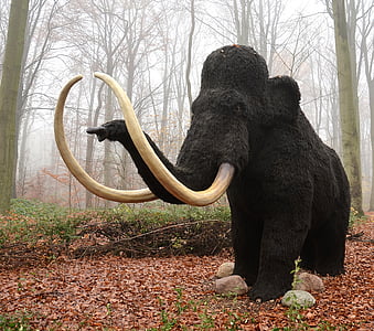 mamut, az emlősök, kihalt, állat, vastagbőrű, elefánt, fa