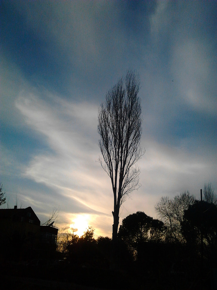 sky, virgo, tree