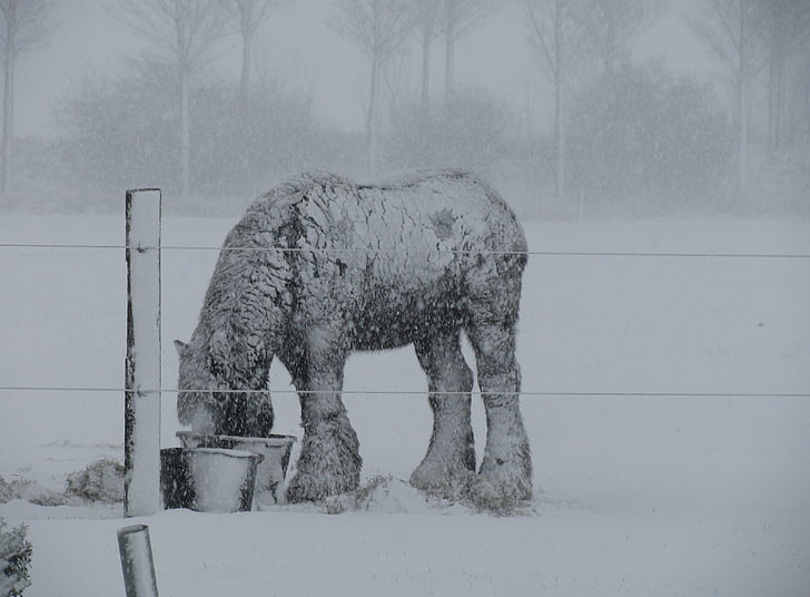 David különítmény ló, téli, hó, ló