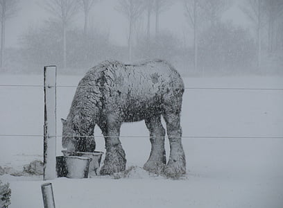 cavallo di cambiale di David, inverno, neve, cavallo