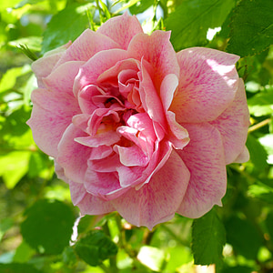 blommor, Rosa, trädgård, naturen, blommade, makro, färgen rosa