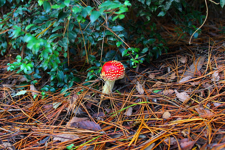 mushroom, red, nature, forest, leaf, green, colorful