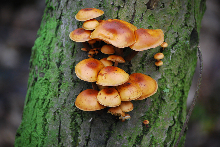 tree, nature, agaric, mushroom, autumn