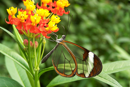 sommerfugl, natur, blomst, bug